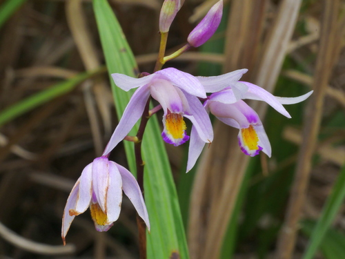 Image of Bletilla formosana by (c) Jacy Chen, some rights reserved (CC BY)