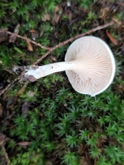 Clitopilus cystidiatus