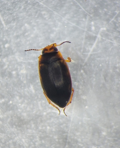 Hydroporus incognitus