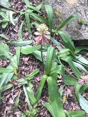 Veltheimia