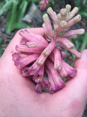 Veltheimia