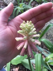 Veltheimia