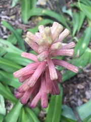 Veltheimia