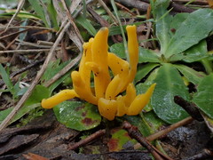 Clavulinopsis amoena