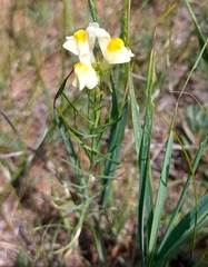 Linaria buriatica