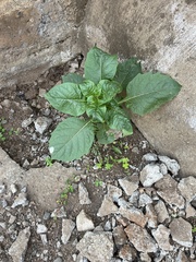 Nicandra physalodes