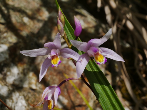 Image of Bletilla formosana by (c) Jacy Chen, some rights reserved (CC BY)
