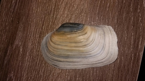Panopea zelandica