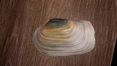 Panopea zelandica image