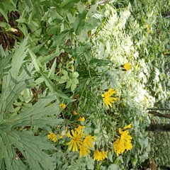 Hieracium krylovii