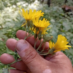 Hieracium krylovii