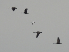 Anser caerulescens × rossii