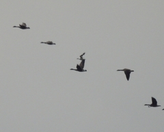 Anser caerulescens × rossii