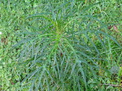 Cirsium tatakaense