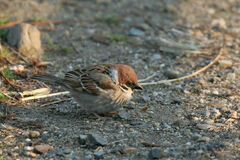 Passer montanus