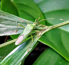 Homoeocerus graminis