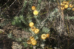 Achyranthemum mucronatum