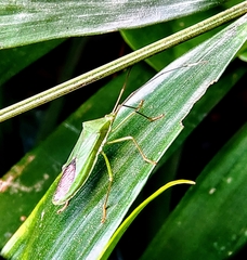 Homoeocerus graminis