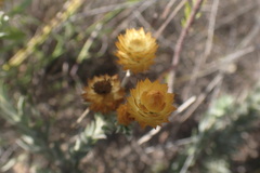 Achyranthemum mucronatum