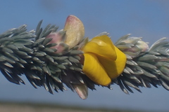 Aspalathus nickhelmei