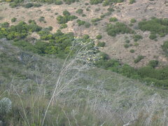 Aspalathus nickhelmei