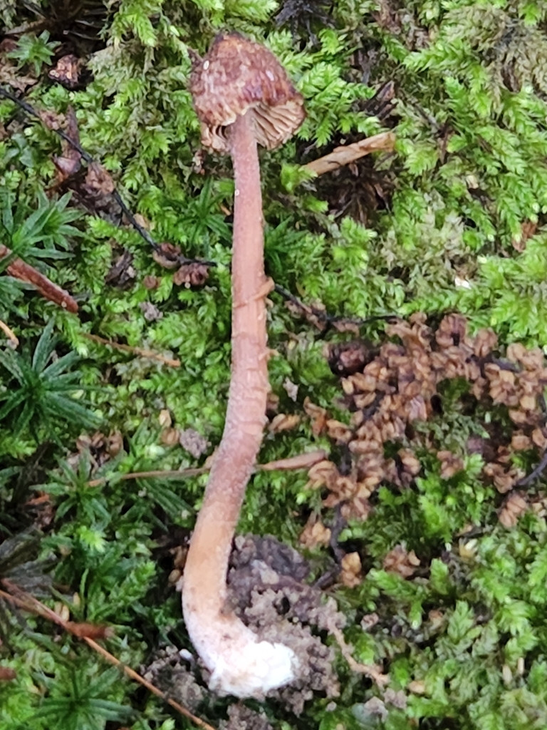 Inocybe subfulva from Hamblen Township, IN, USA on August 09, 2022 at ...