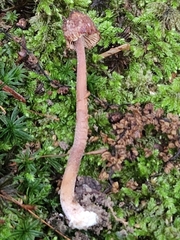 Inocybe subfulva