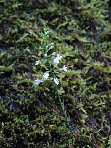 Amitostigma gracile (Blume) Schltr. 4