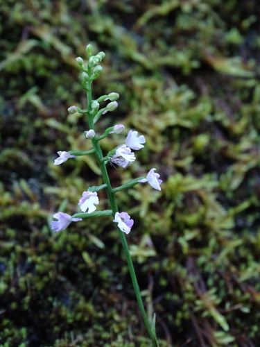 Amitostigma gracile (Blume) Schltr. 3