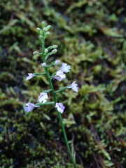 Hemipilia gracilis