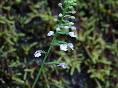 Hemipilia gracilis