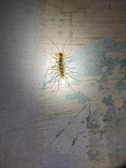 Thereuonema tuberculata