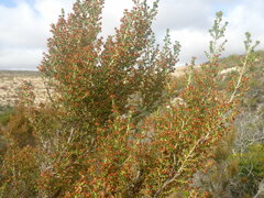 Erica arenaria