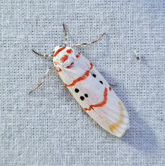 Cyana bellissima