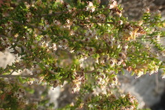 Erica arenaria