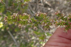 Erica arenaria