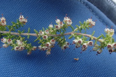 Erica arenaria