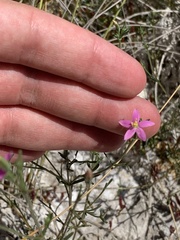 Schenkia spicata