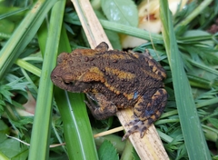 Bufo bufo