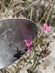 Schenkia spicata