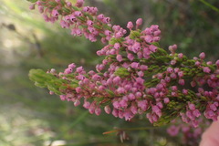 Erica curtophylla