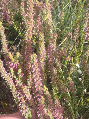 Erica curtophylla