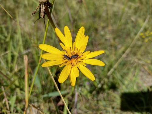 krasoň štvorbodý (Anthaxia quadripunctata)
