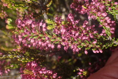 Erica curtophylla