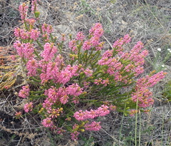 Erica curtophylla