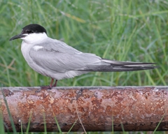 Sterna hirundo longipennis