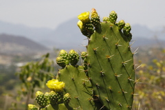Opuntia atropes