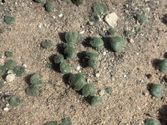 Eriospermum alcicorne