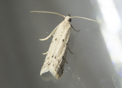 Homoeosoma nebulella