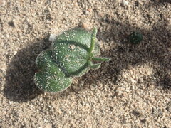 Eriospermum alcicorne